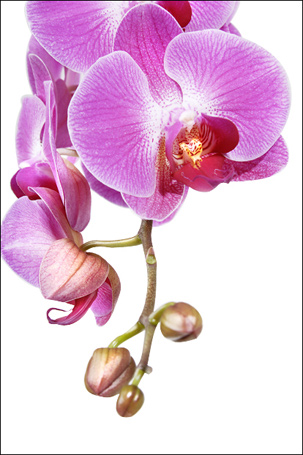 Fotografia di fiori - 01