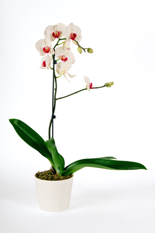 Fotografia di fiori - 07
