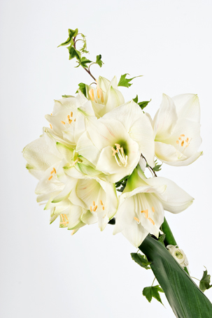 Fotografia di fiori - 10