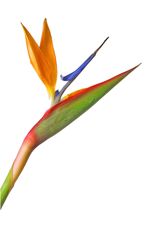 Fotografia di fiori - 11