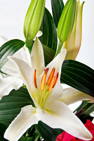 Fotografia di fiori - 12