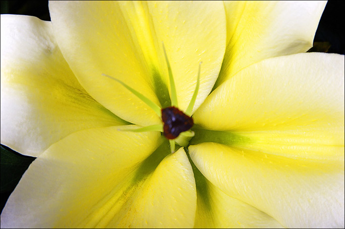 Fotografia di fiori - 13